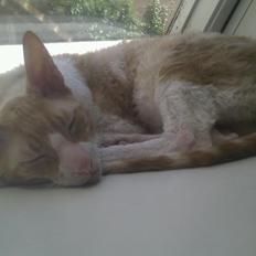 Cornish Rex Nico