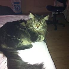 Maine Coon Las Vegas