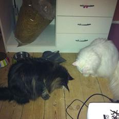 Maine Coon Las Vegas