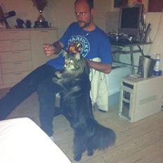 Maine Coon Las Vegas