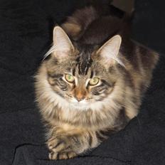 Maine Coon Cholié