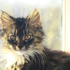 Blanding af racer Nova