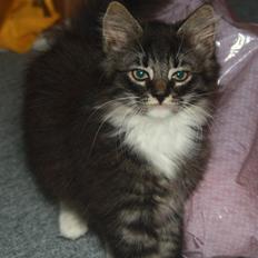 Blanding af racer Nova