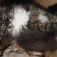 Blanding af racer Nova