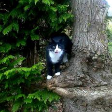 Blanding af racer Snuden