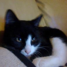 Blanding af racer Snuden