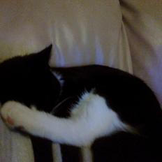 Blanding af racer Snuden