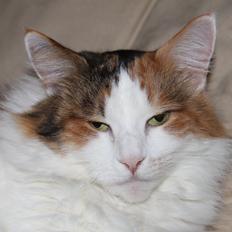 Maine Coon Pjevs *Miss' Mor*