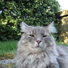 Blanding af racer Trold