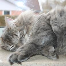 Blanding af racer Trold