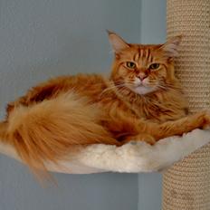 Maine Coon AnkiCoon's Hot Pepper - "Toby"