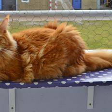 Maine Coon AnkiCoon's Hot Pepper - "Toby"
