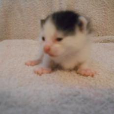 Huskat Bella/ Shadows