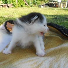 Huskat Bella/ Shadows