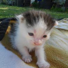 Huskat Bella/ Shadows