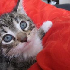 Huskat Neko