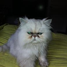 Perser Maya Adrian Amade"(kaldt Manse)