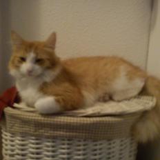 Maine Coon Coco