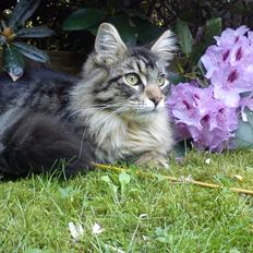 Maine Coon Thor