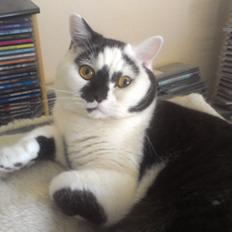 British Shorthair heros