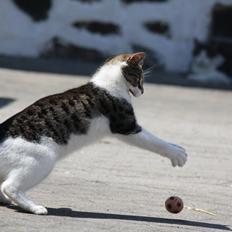 Blanding af racer STELLA<3 *Sov sødt :-'(*