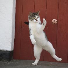 Blanding af racer STELLA<3 *Sov sødt :-'(*