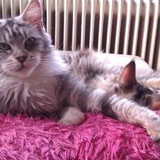 Maine Coon Timita's Made of Candy