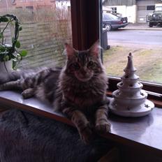 Maine Coon Løve Hulen's Pomerol