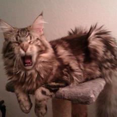 Maine Coon Løve Hulen's Pomerol