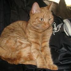 Europé IC. DK*Boholdt Super Karla