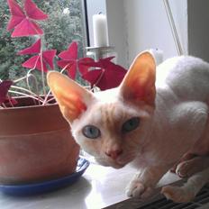 Devon Rex Don Diego