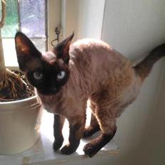 Devon Rex Bailey