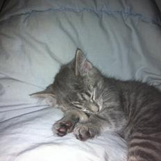 Blanding af racer Malou