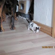 Huskat Leopold