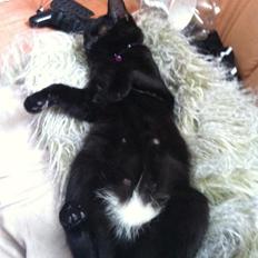 Blanding af racer Irma