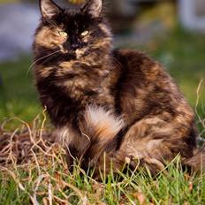 Norsk Skovkat Linse (DK Hilliger's Dolce)