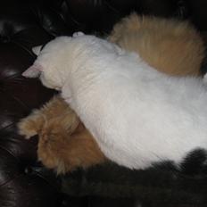 Huskat Kaninskind *20.07 2004*