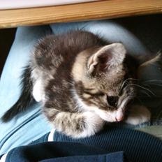 Blanding af racer Ferdinand