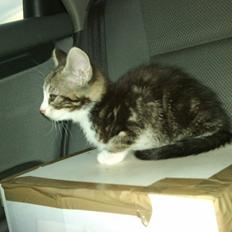 Blanding af racer Ferdinand