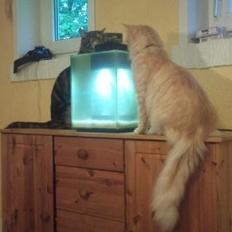 Maine Coon Pink Panther