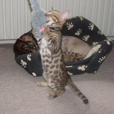 Bengal Lank`s Vanilla