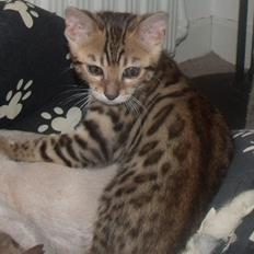 Bengal Lank`s Vanilla