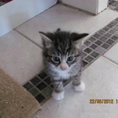 Huskat William