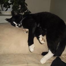 Huskat Ulla aka ulle