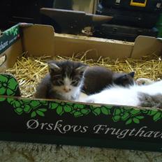 Huskat Tigermis død