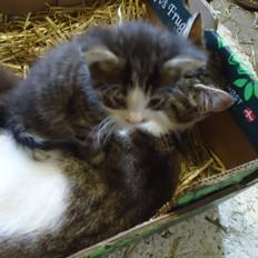 Huskat Tigermis død