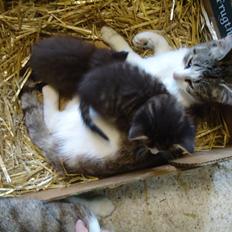 Huskat Tigermis død