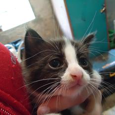 Huskat Martinus solgt