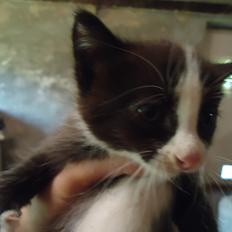 Huskat Martinus solgt