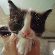 Huskat Martinus solgt